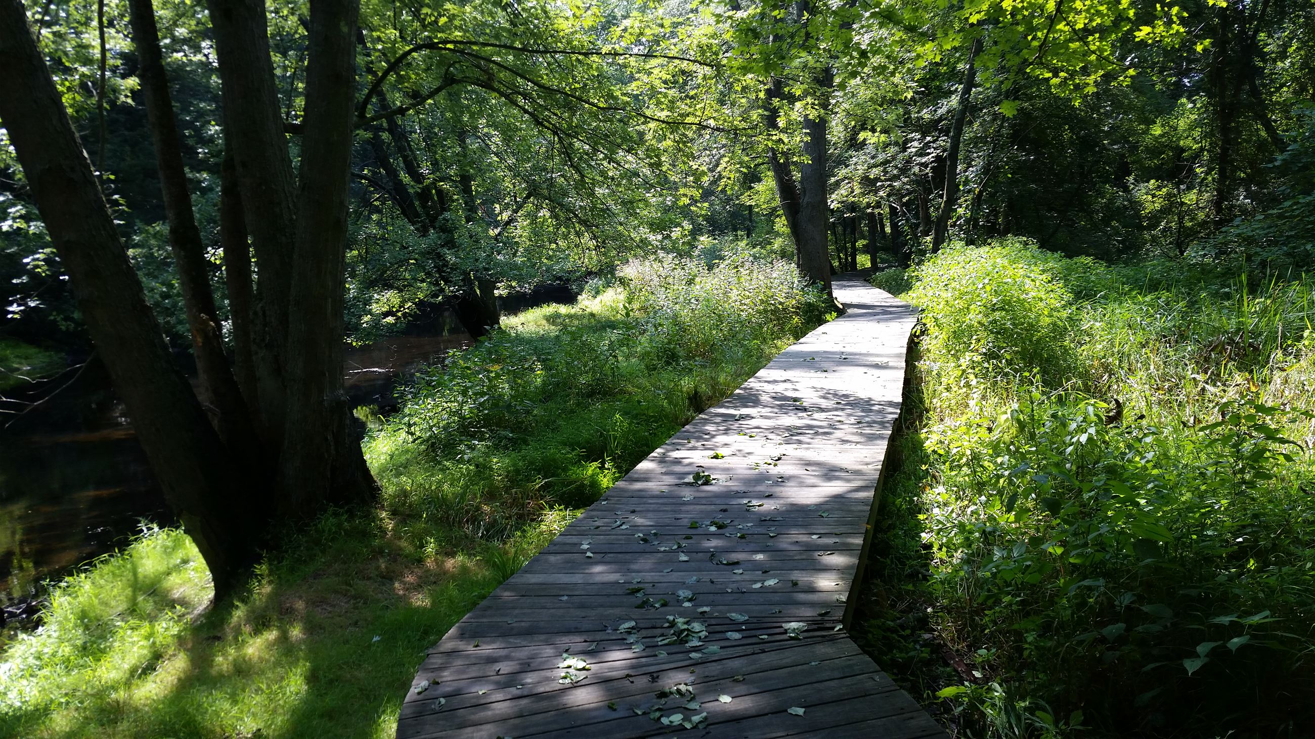 Trail Boardwalk