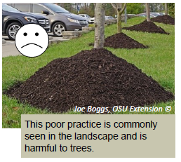 This poor practice is commonly seen in the landscape and is harmful to trees