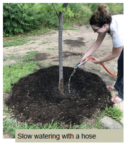 Slow watering with a hose